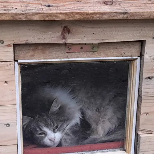fans-felins-mikette-pepette-niche-chat