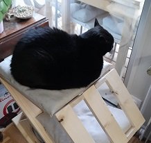 Tibo