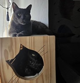 pixel et cheyenne.